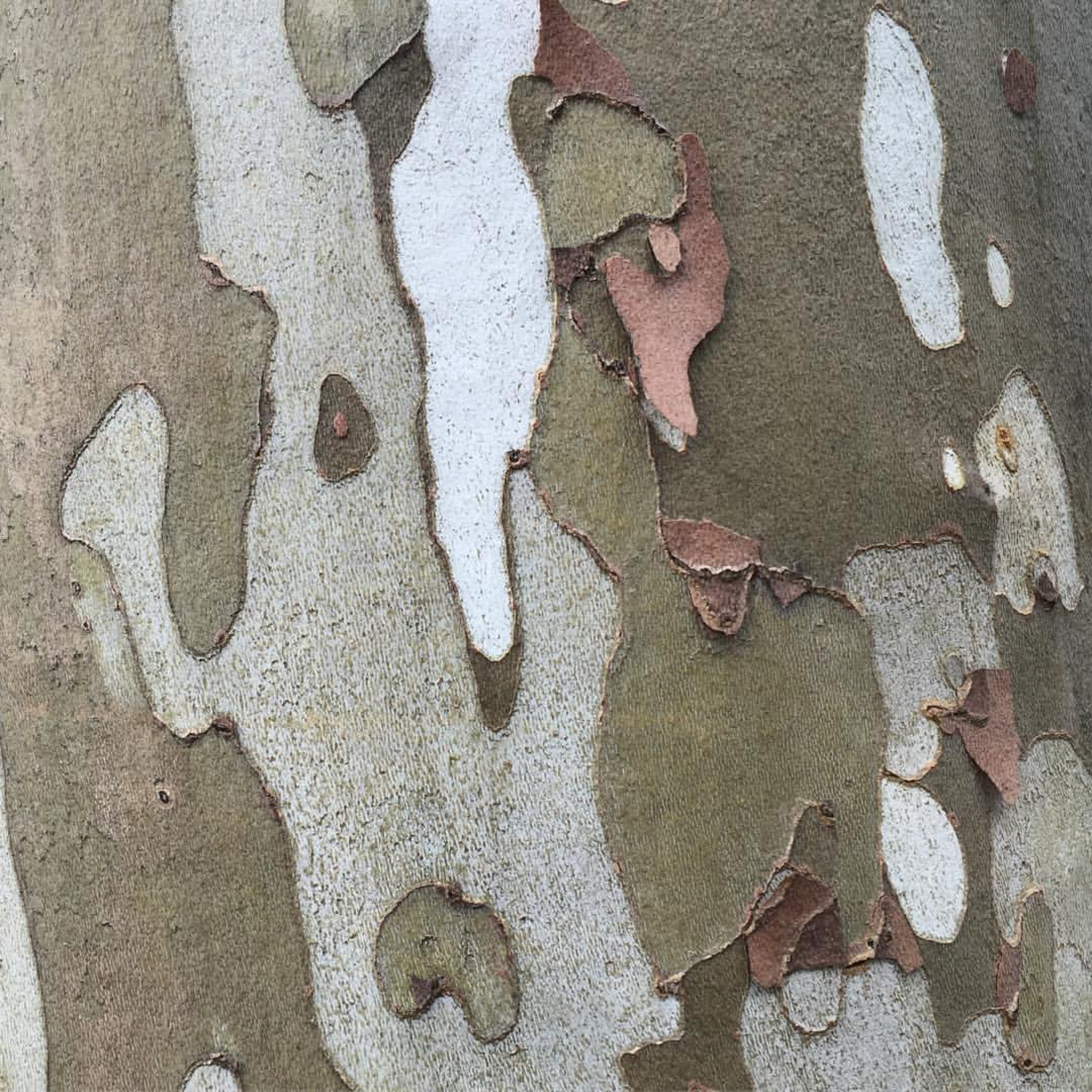 Sycamore tree bark peeling showing a variety of tones from white, green, olive, beige to brown tones.